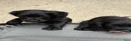 Cocker Spaniel dogs for sale: Cocker spaniel puppies in Bishop Auckland - Advert 12