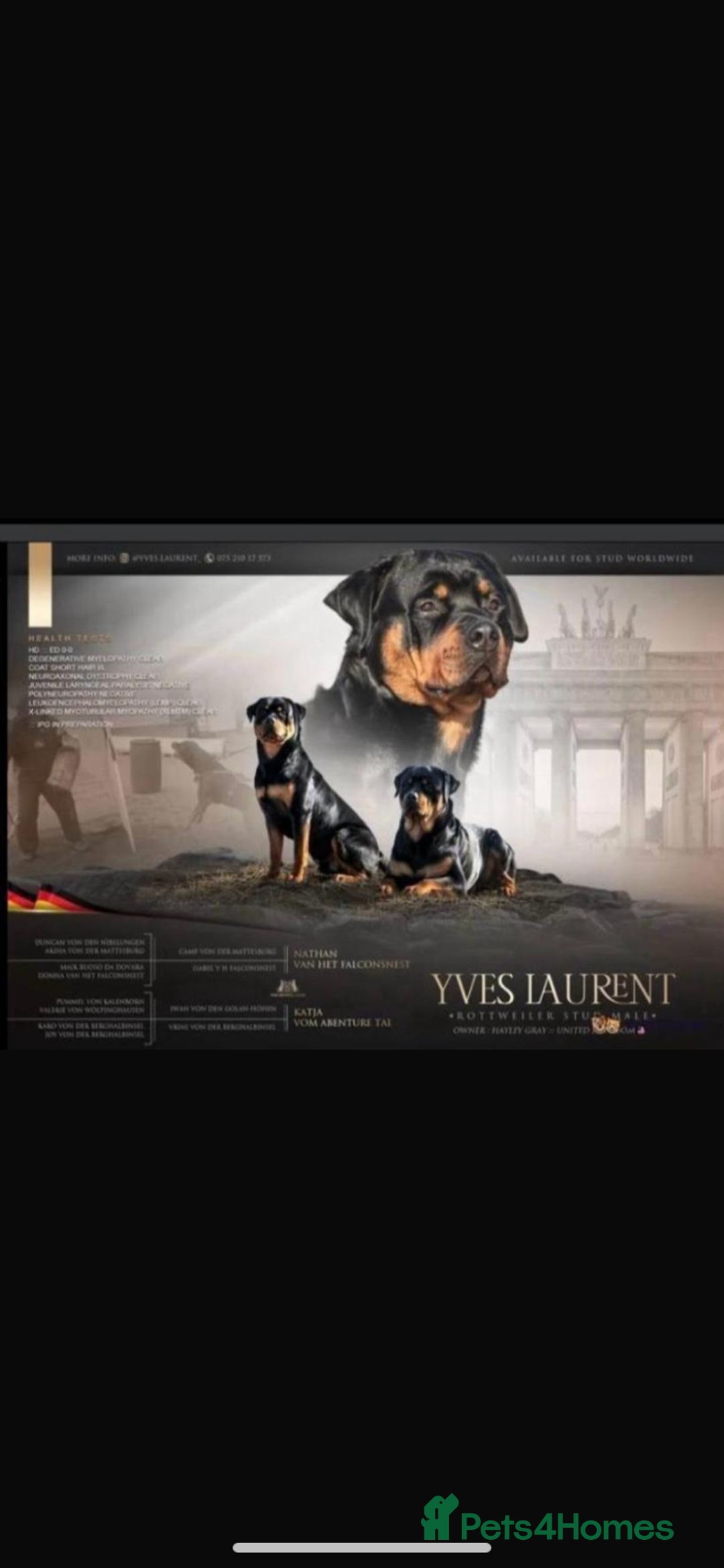 Rottweiler dogs for sale: Last girlBeautiful chunky Rottweiler puppies - Advert 17