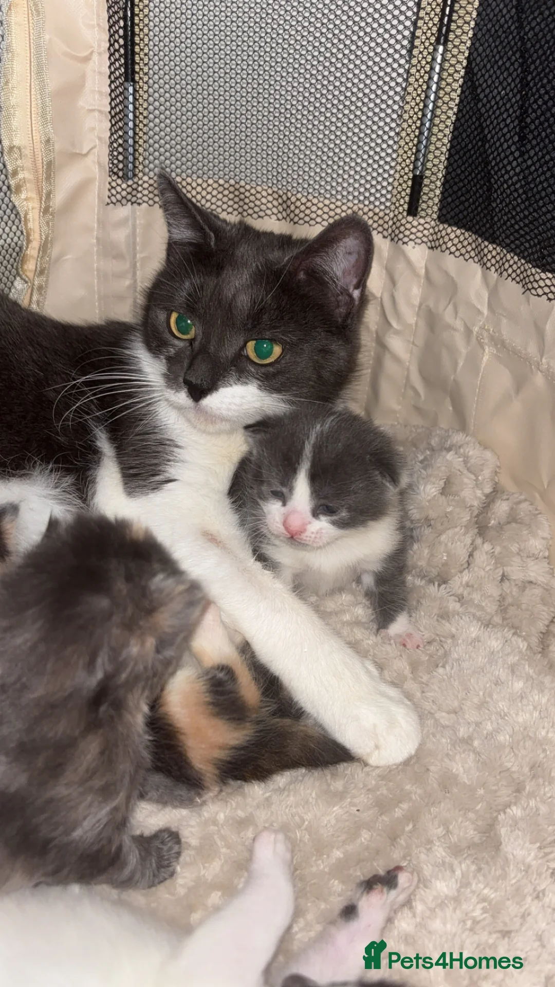 Mixed Breed cats for sale: Beautiful mixture rare dilute calico kittens 😻 - Advert 2