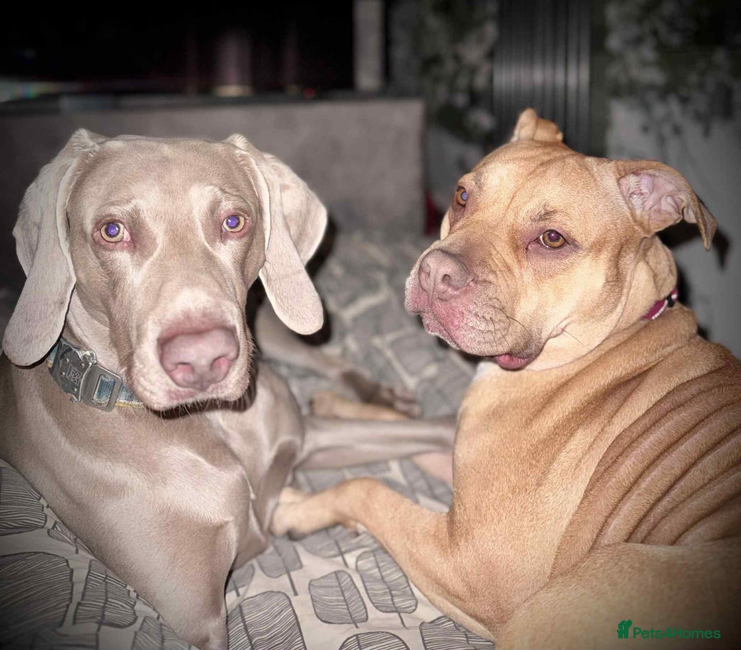Mixed Breed dogs for sale: Weimaraner Mix Puppies - Image 10
