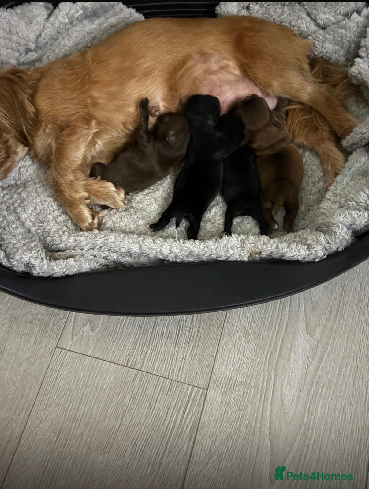 Shih Tzu dogs 4 Beautiful Shih Tzu Puppies - Advert 2