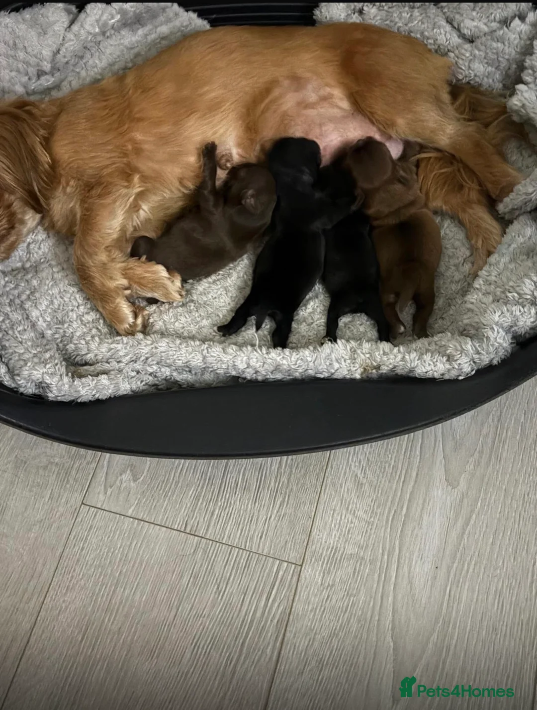 Shih Tzu dogs for sale: 4 Beautiful Shih Tzu Puppies - Advert 2