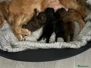 Shih Tzu dogs 4 Beautiful Shih Tzu Puppies - Advert 2