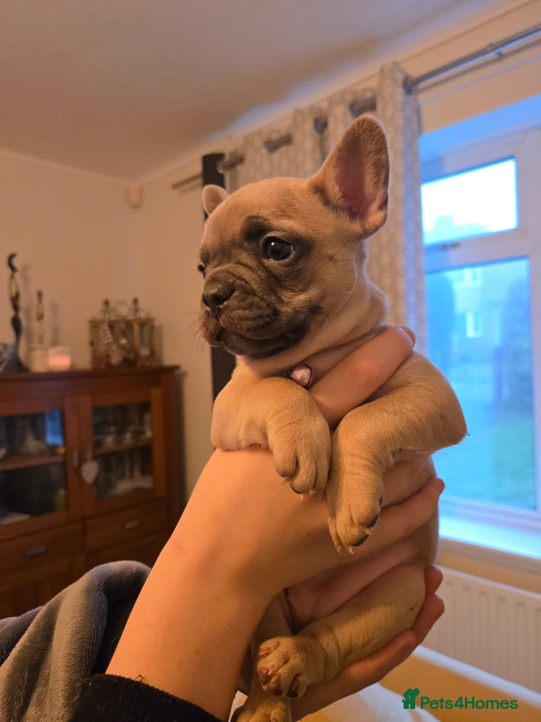 French Bulldog dogs for sale: French bulldog puppies.  - Advert 23
