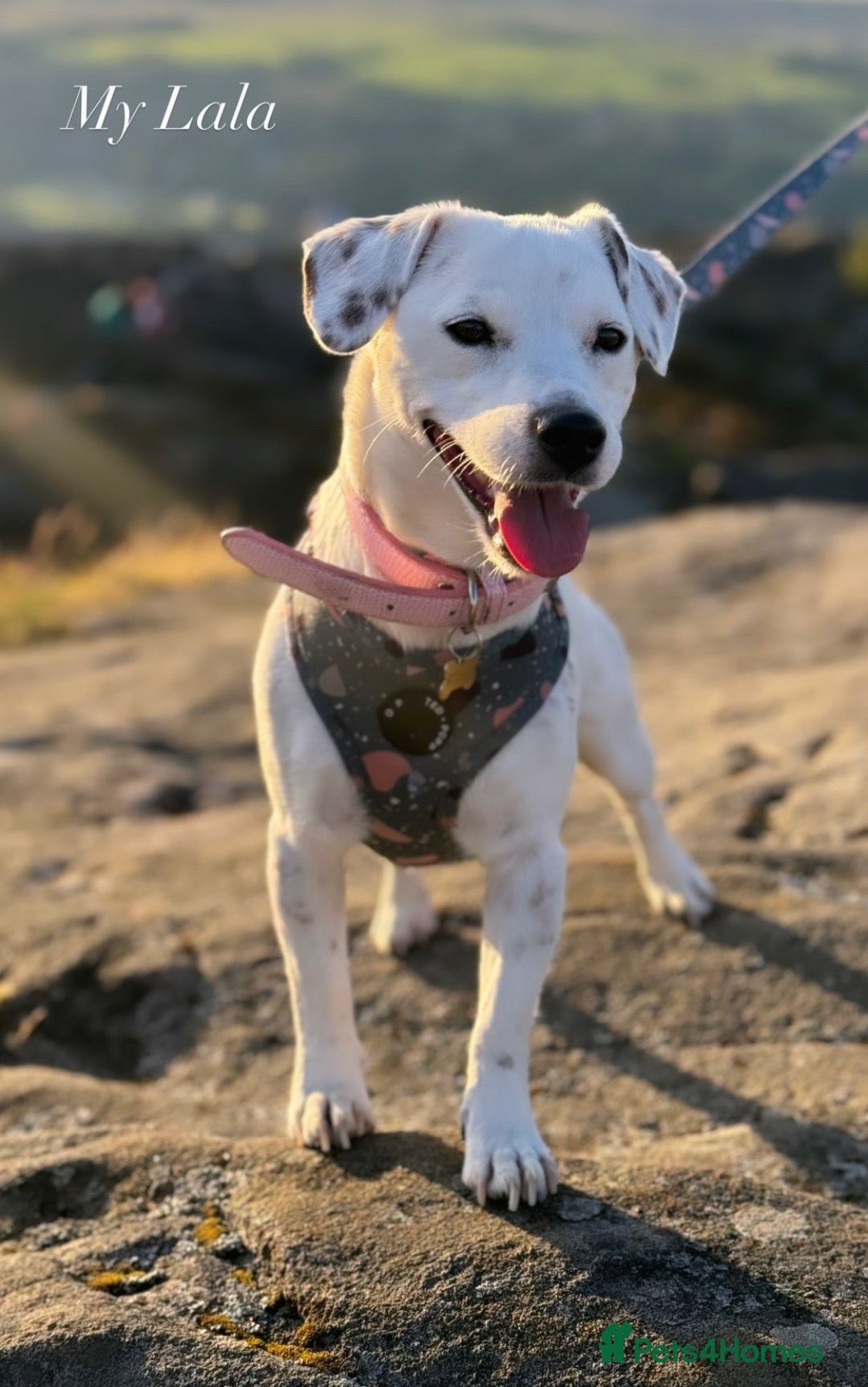 Jack Russell dogs 🐾 Beautiful 5-Year-Old Jack Russell Female 🐾 - Advert 7