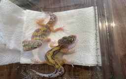 Leopard Gecko reptiles for sale: Leopard gecko babies  - Image 3