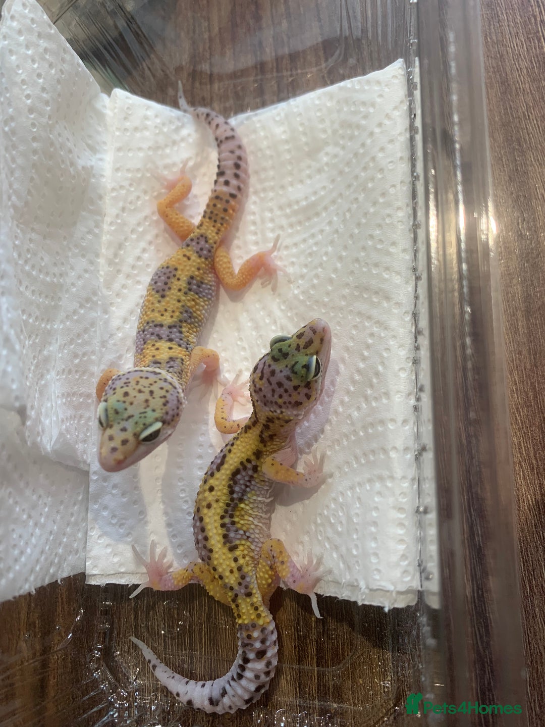 Leopard Gecko reptiles for sale: Leopard gecko babies  - Image 3