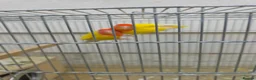 Lovebirds birds for sale: Lutino Lovebirds (Pair) with Cage Included - Advert 5
