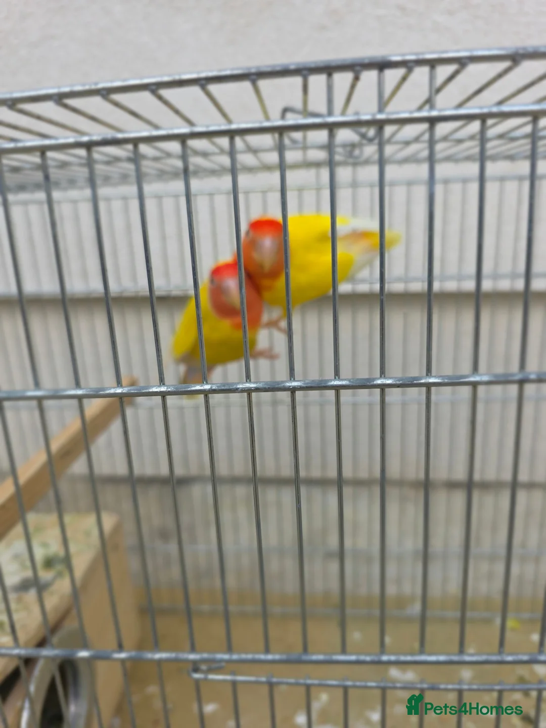 Lovebirds birds for sale: Lutino Lovebirds (Pair) with Cage Included - Advert 5
