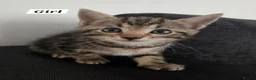 Mixed Breed cats for sale: Mixed Bread Kittens  - Advert 7