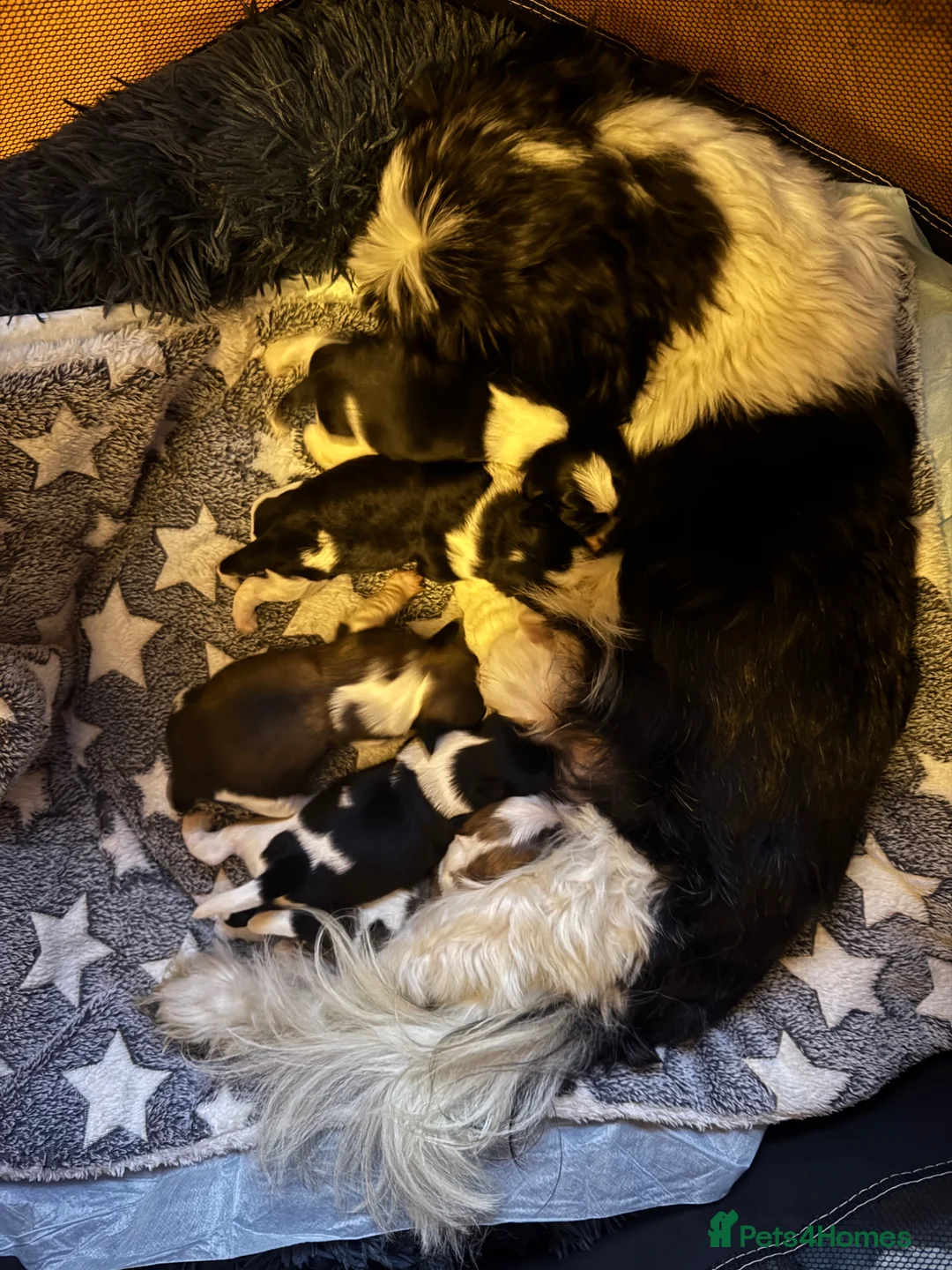 Mixed Breed dogs for sale: Adorable Puppies Looking for Their Forever Homes in Bury - Advert 2