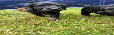 Cockapoo Puppy 1