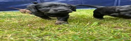 Cockapoo dogs for sale: Cockapoo puppies thoroughly health tested - Advert 17