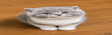 Kitten 2