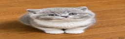 British Shorthair cats for sale: Beautiful British Shorthair Kittens - Advert 6