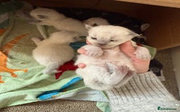 Ragdoll cats for sale: Ragdolls🐈 - Image 5