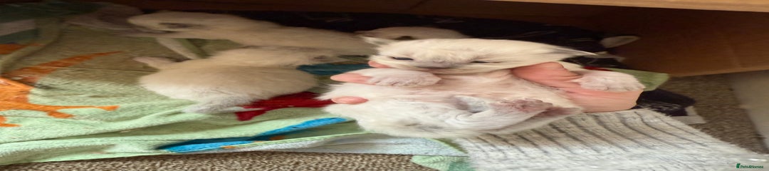 Ragdoll Kitten 4