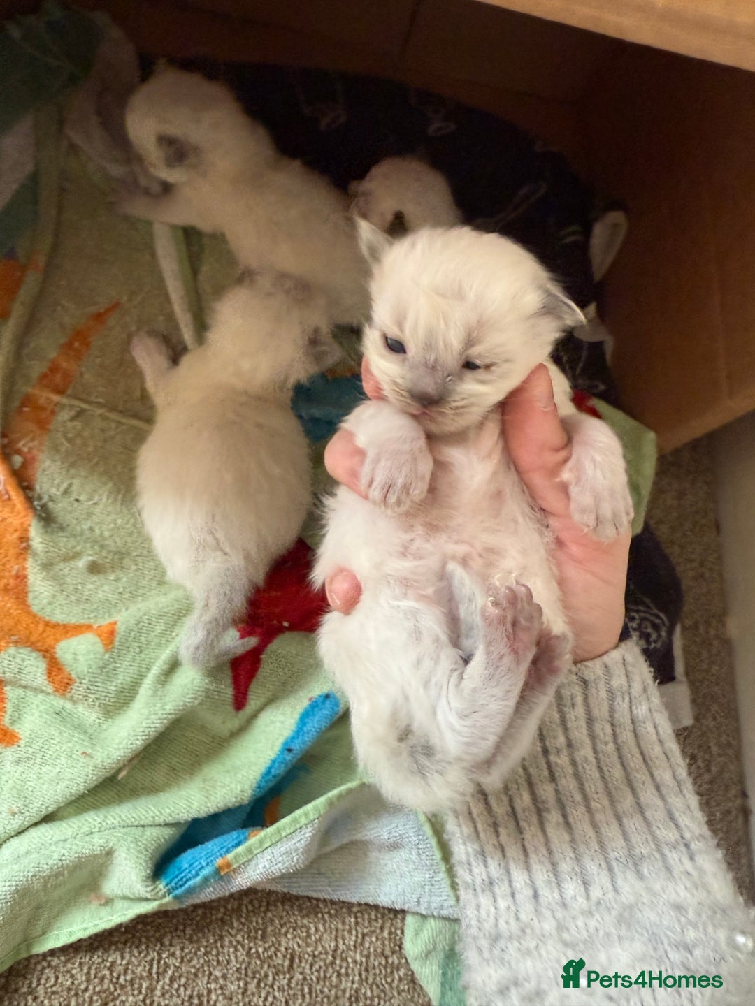 Ragdoll cats for sale: Ragdolls🐈 - Image 5