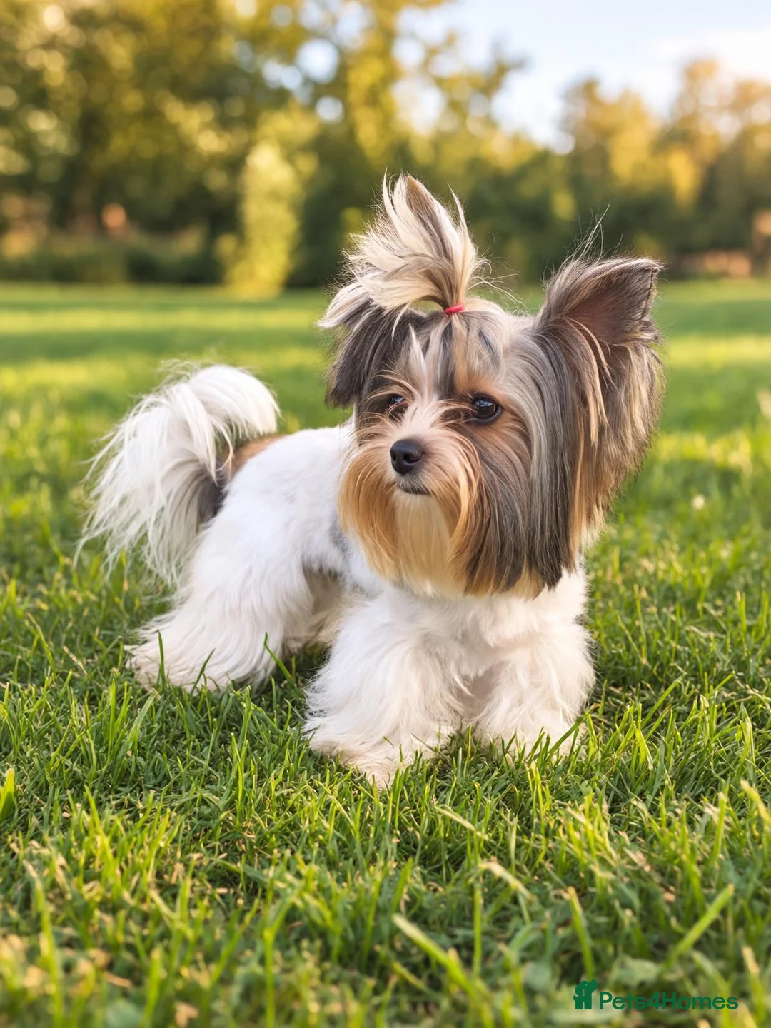 Yorkshire Terrier dogs for sale: Tiny Miniature Biewer Yorkie Girl–Doll-Like Beauty - Advert 2