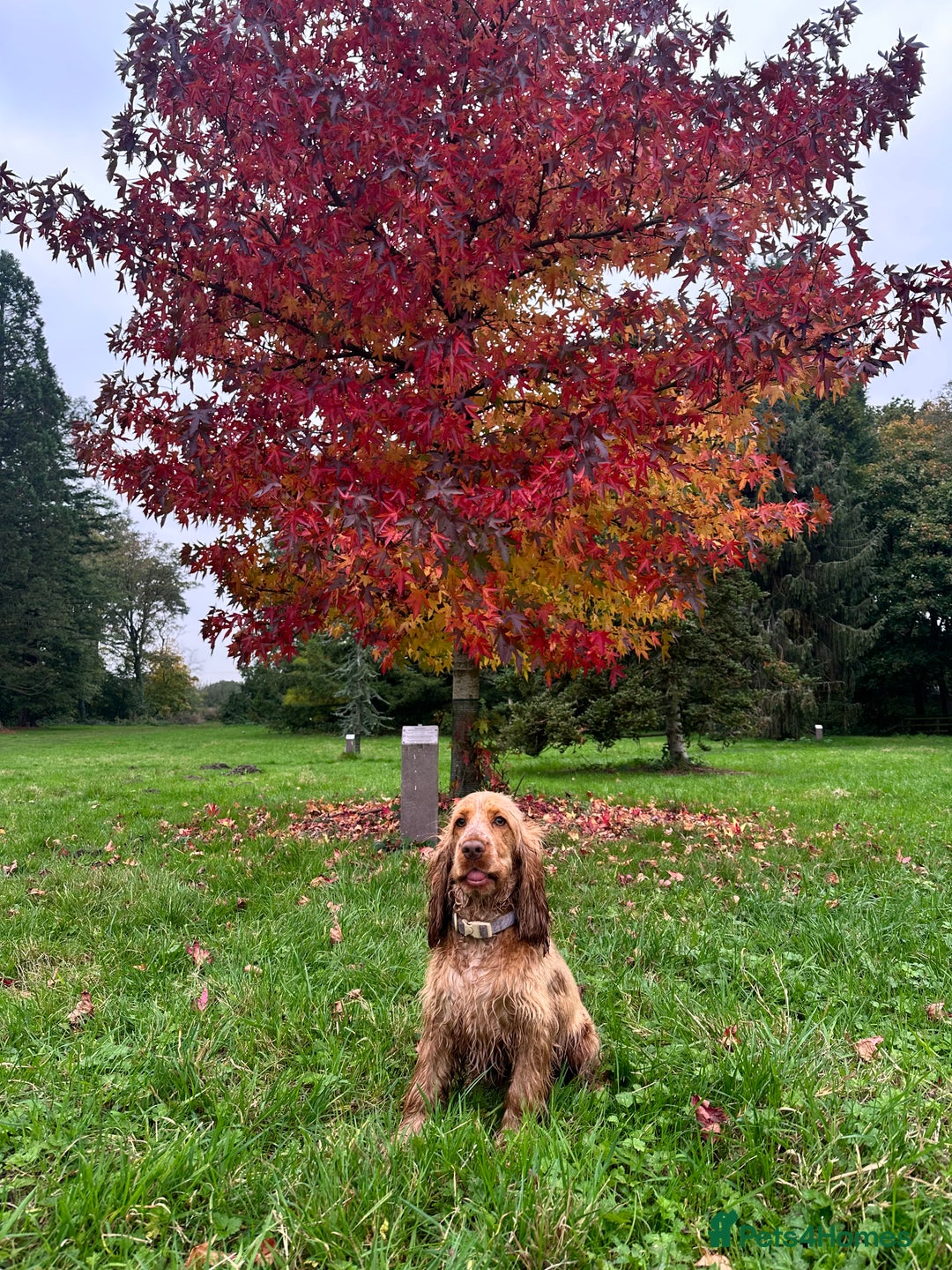 Cocker Spaniel dogs for sale: Cocker Spaniel - Advert 5