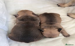 French Bulldog dogs for sale: Gorgeous Frenchie pups - Image 8