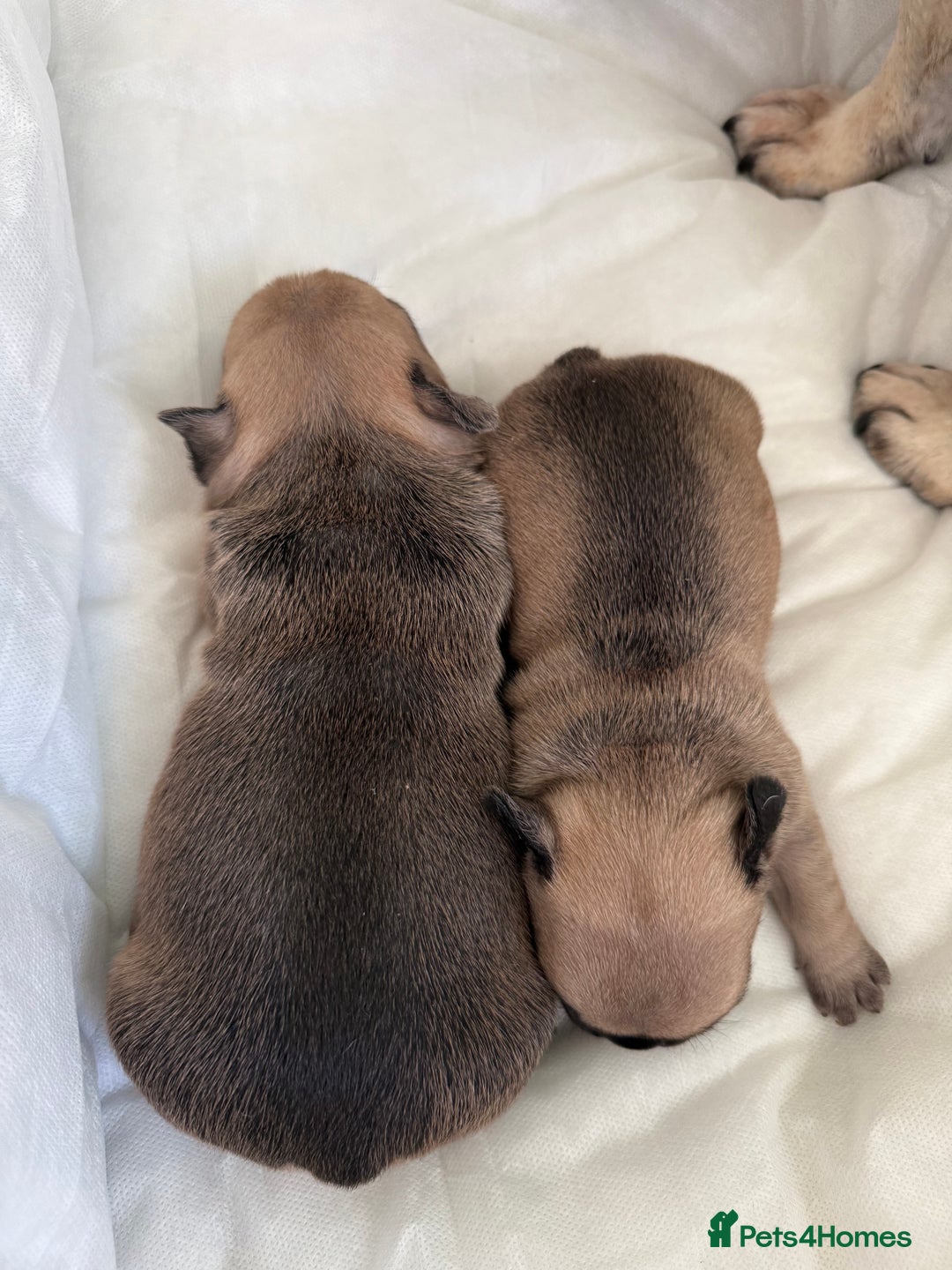 French Bulldog dogs for sale: Gorgeous Frenchie pups - Image 8