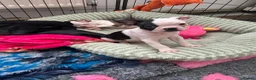 Boston Terrier dogs for sale: Red and white boston bitch  in Tadworth - Advert 2