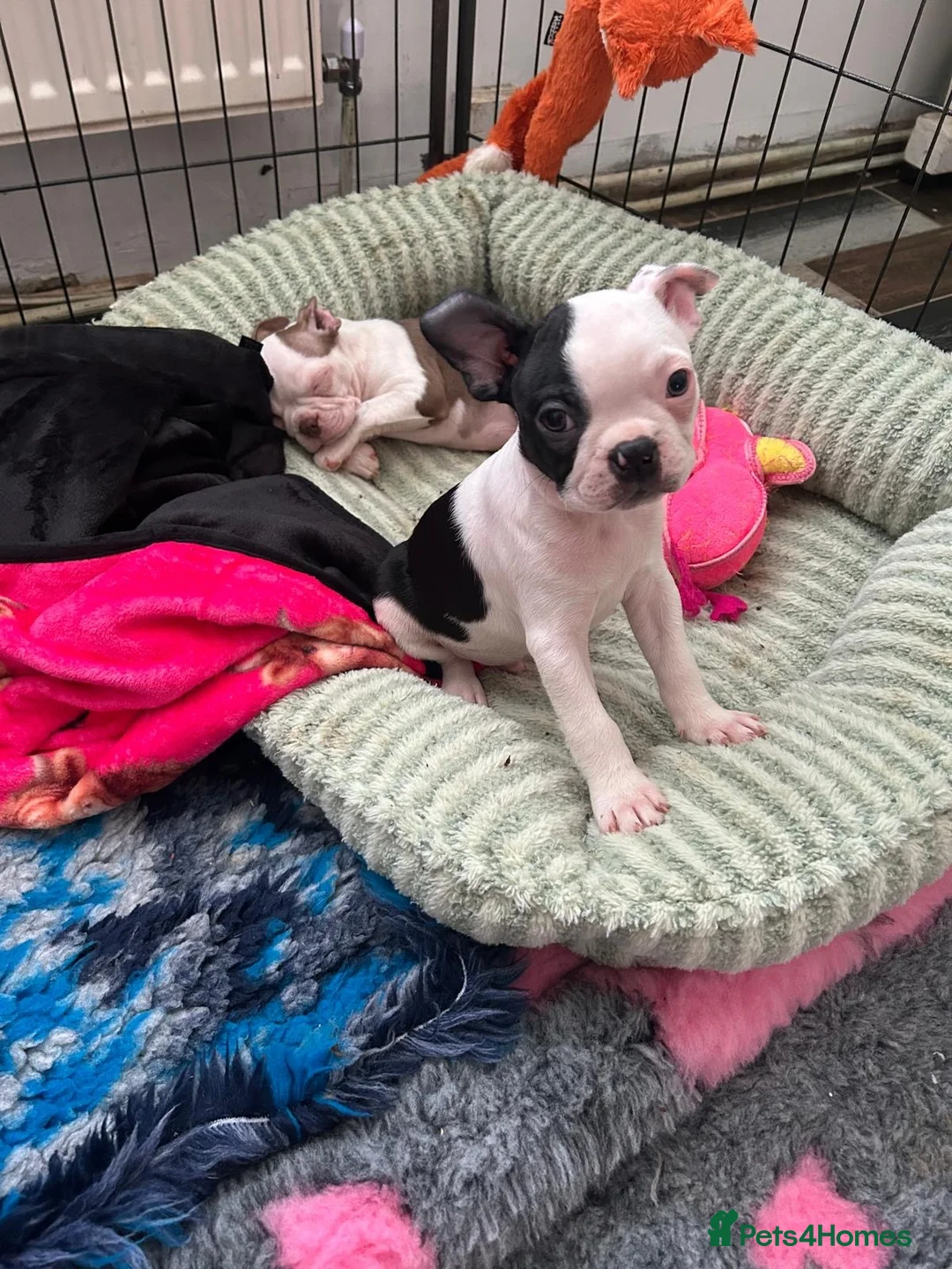 Boston Terrier dogs for sale: Red and white boston bitch  in Tadworth - Advert 2