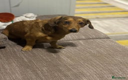 Dachshund dogs for adoption: Sweet Jessica Looking for a family  - Image 13