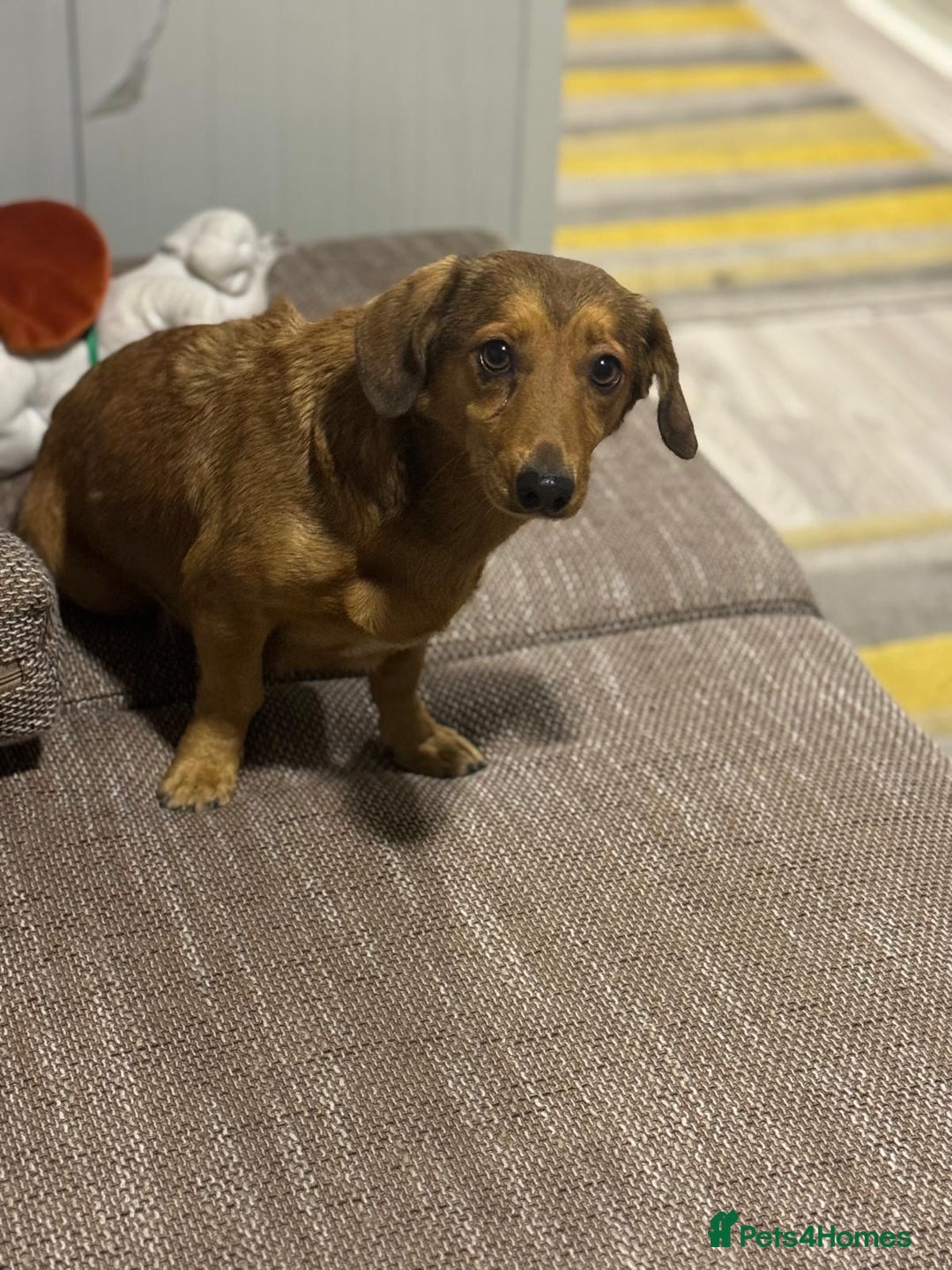 Dachshund dogs for adoption: Sweet Jessica Looking for a family  - Image 13