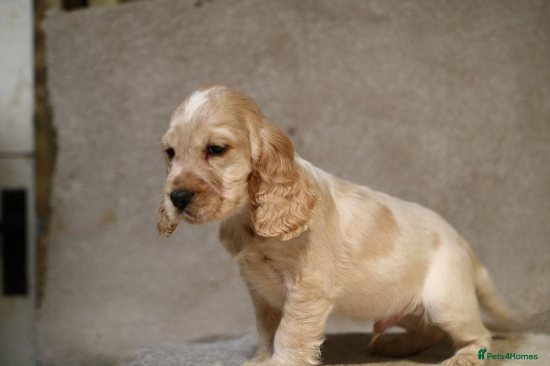 Cocker Spaniel dogs for sale: Beautiful litter of KC reg show type cockers  - Advert 5