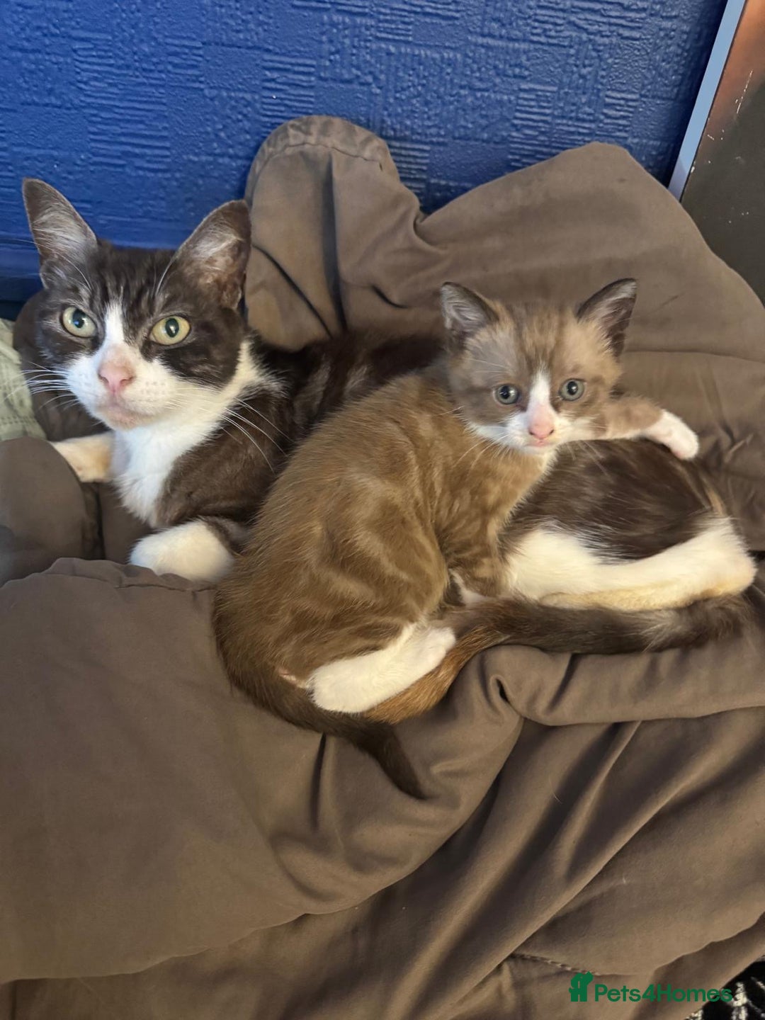 Bengal cats for sale: Mink Bengal kitten - Image 4