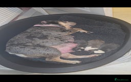 English Bulldog dogs for sale: English bulldog pups  - Image 10