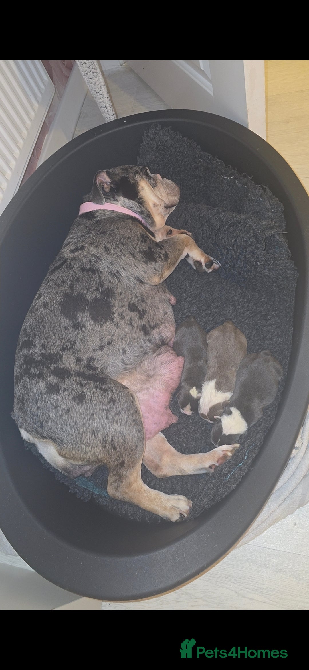 English Bulldog dogs for sale: English bulldog pups  - Image 10