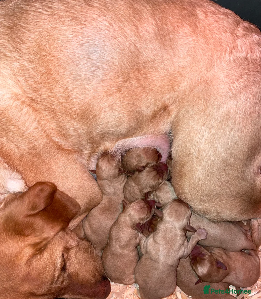 Labrador Retriever dogs for sale: 10 beautiful fox red & yellow Labrador puppies - Advert 10