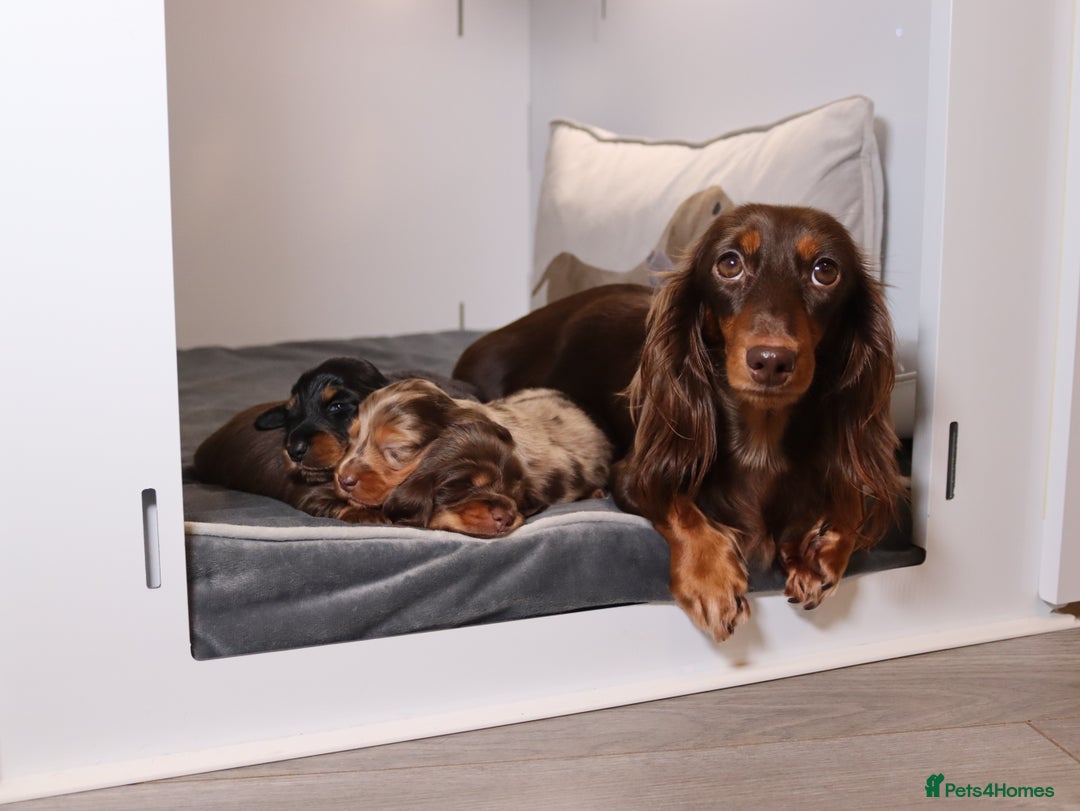 Miniature Dachshund dogs for sale: Exceptional miniature longhaired dachshunds  - Advert 3