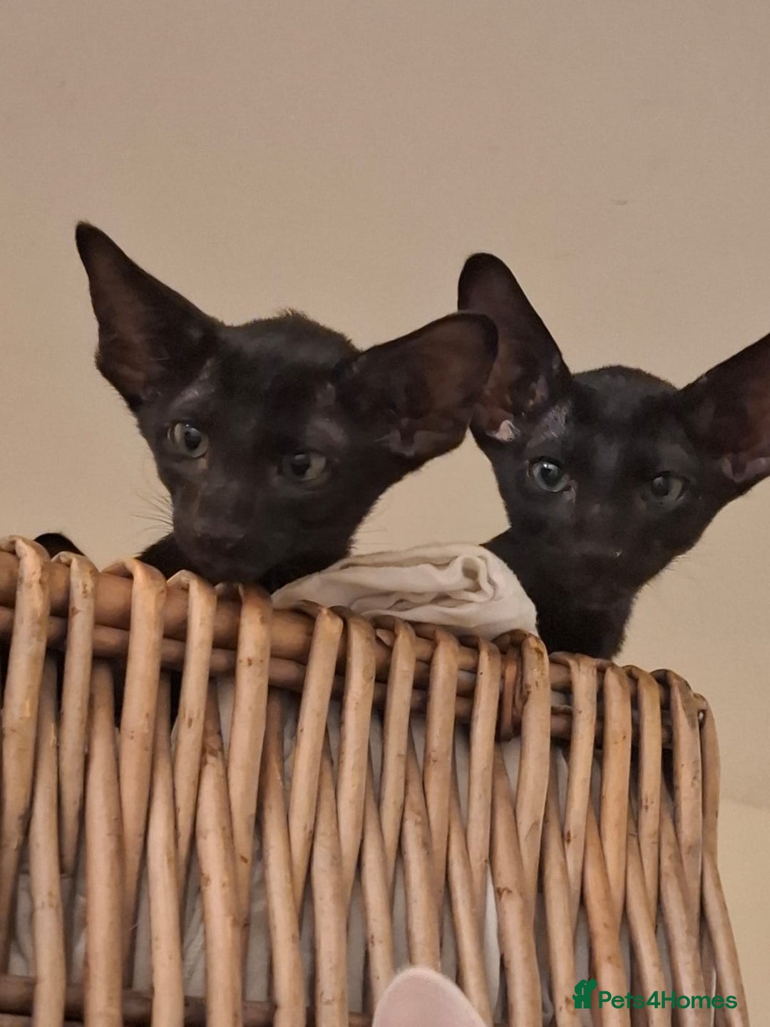 Oriental cats for sale: Absolutly loving beautiful oriental kittens - Image 7