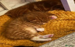 Mixed Breed cats for sale: 2 ginger males - Image 4