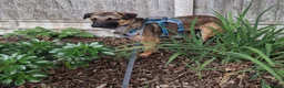 Mixed Breed dogs for adoption: Meet Katja, currently residing in Hampshire  in Waterlooville - Advert 6