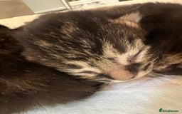 British Shorthair cats for sale: baby cats  - Image 2