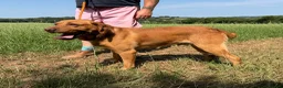 Labrador Retriever dogs for sale: Adult - KC Reg Fox Red Labrador Retriever Dog - Advert 8