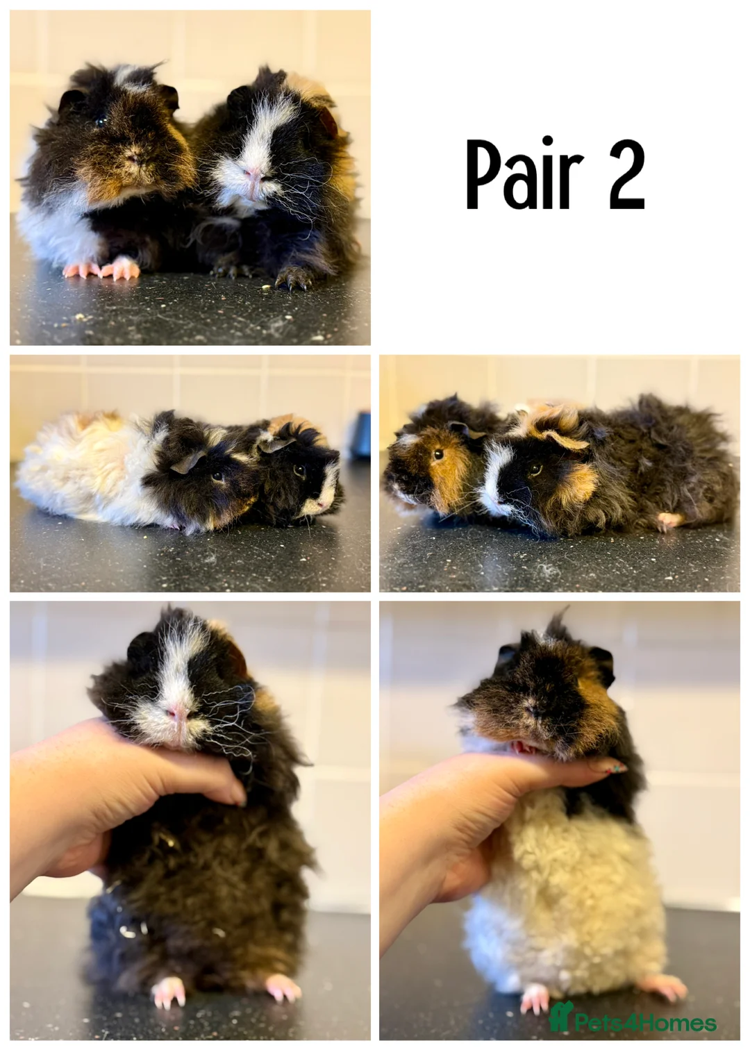 Guinea Pig rodents for sale: Lots of boys for sale  - Advert 2
