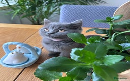 British Shorthair cats for sale: beautiful BSH girl (one girl left)  - Image 21