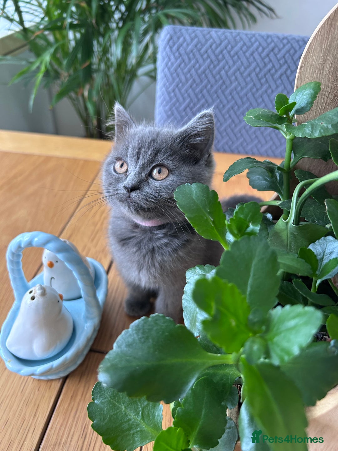 British Shorthair cats for sale: beautiful BSH girl (one girl left)  - Image 21