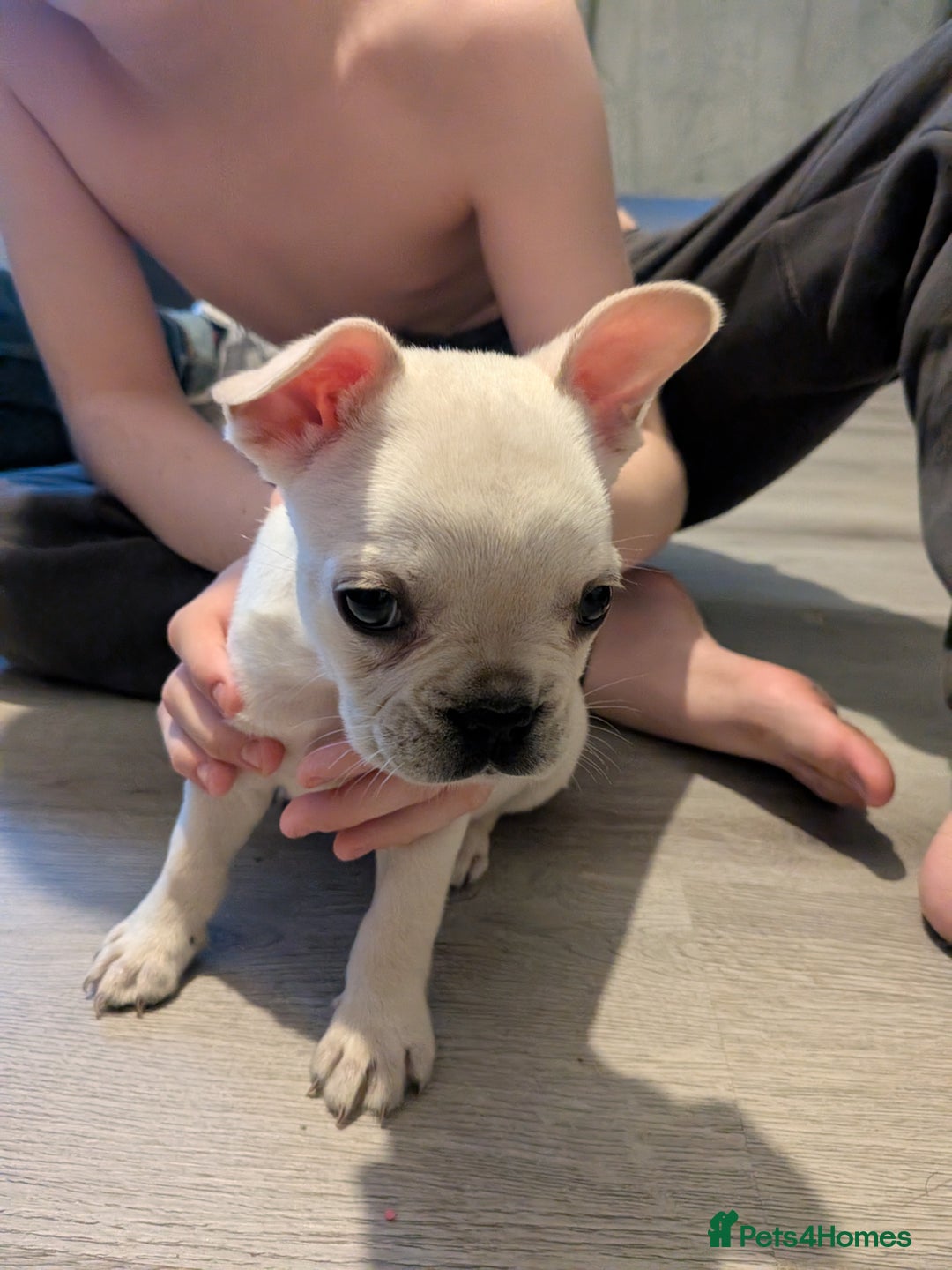 French Bulldog dogs for sale: French bulldog puppy's  - Image 12