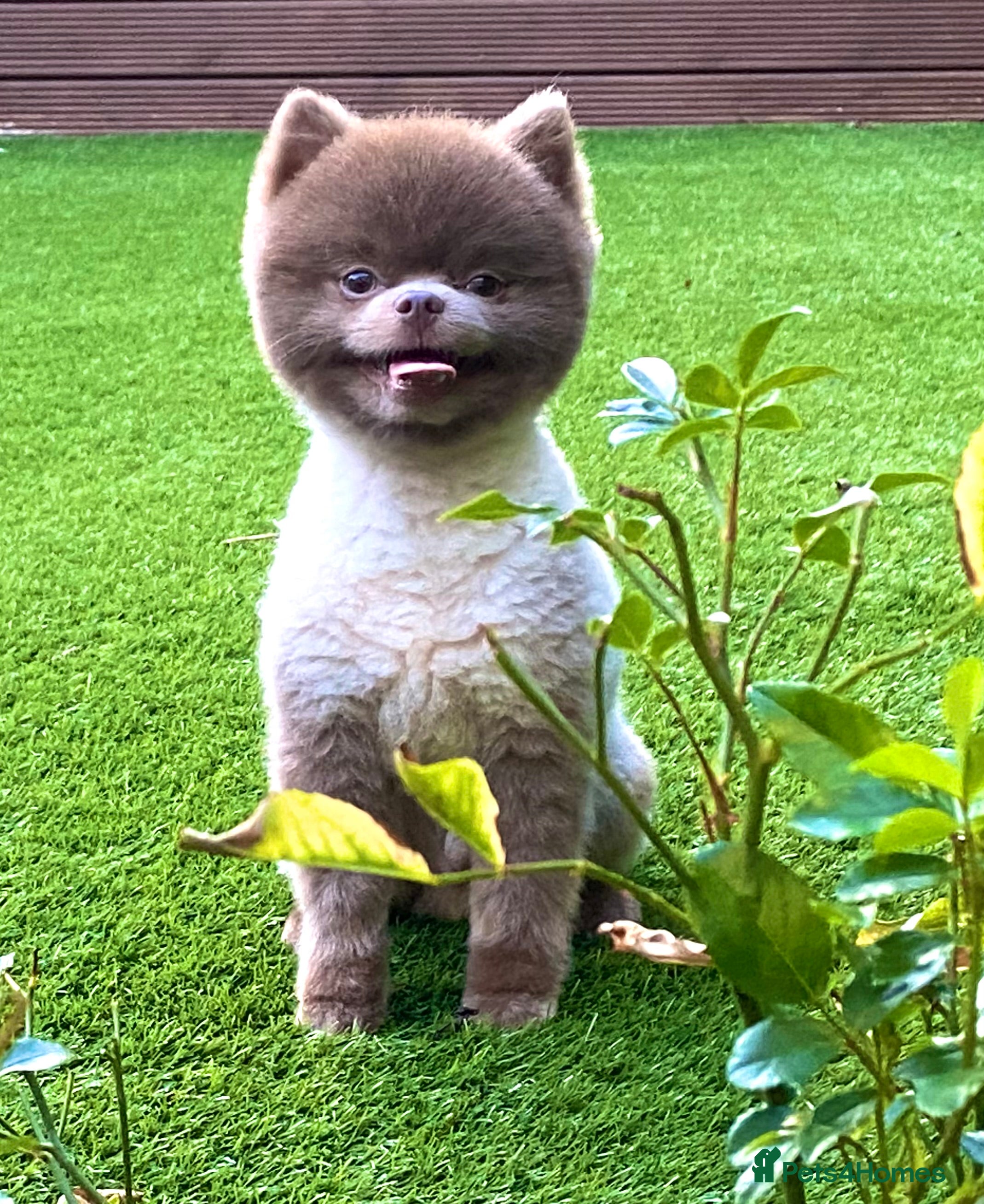 Pomeranian dogs Beautiful Lilac / Lavender Pomeranian at Stud in Luton - Advert 21