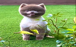 Pomeranian dogs for stud: Beautiful Lilac / Lavender Pomeranian at Stud in Luton - Image 1