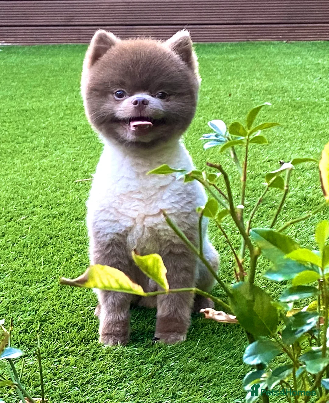 Pomeranian dogs for stud: Beautiful Lilac / Lavender Pomeranian at Stud in Luton - Advert 1