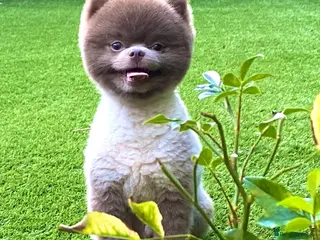 Pomeranian dogs Beautiful Lilac / Lavender Pomeranian at Stud in Luton - Advert 22