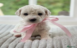 Cavapoochon dogs for sale: Cavapoochon puppies  - Image 14